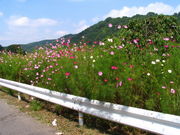 {ԉ@zeʔṼRXXXER̓eʐ^1