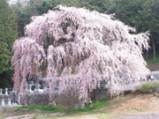 {ԉ@zeʔV̍Ô̓eʐ^1