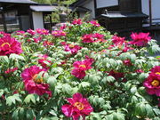 {ԉ@zeʔV̌̉O̓eʐ^1