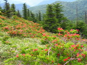 {ԉ@zeʔV̔̃QccW̓eʐ^1