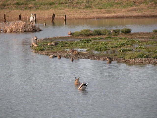 �C���o�[�h�p�[�N�^�x�R�V�`�ՊC�쒹��