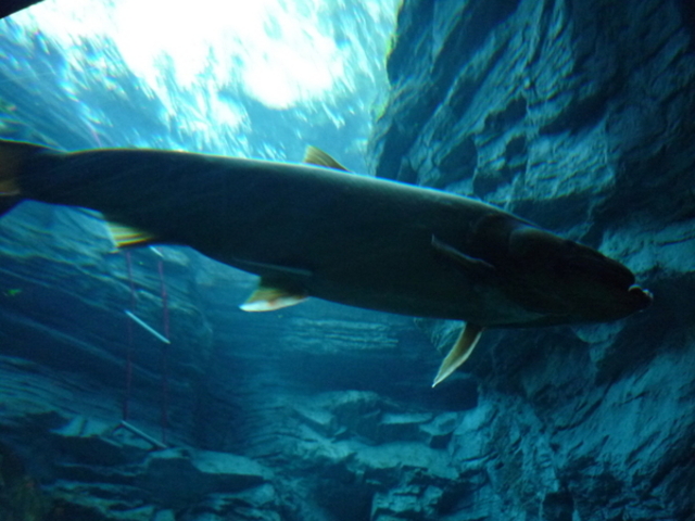 世界淡水魚園水族館 アクア・トトぎふ - 水族館