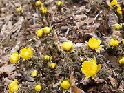 {ԉ@zeʔV̐ԓ{cQn̓eʐ^1