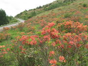 �ꕶ���@������̎ԎR�����̃����Q�c�c�W�̓��e�ʐ^1