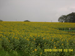 񂿂񂳂̂Ђ܂̋uւ̓eʐ^1