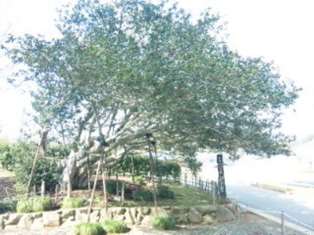 ��D�n�̎O�ʒ�