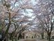 バモスさんの盛岡城跡公園の桜の投稿写真1