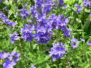 ɂ񂳂̕fRn[uJ[fn[r̓eʐ^1