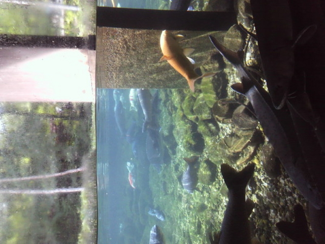 �����Ȍ���