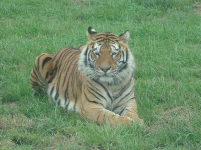 ���T�t�@���p�[�N