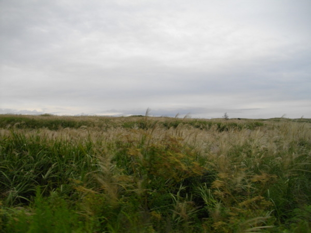 ��Ό�����