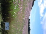 Ib`[̓Rq̑RXX̓eʐ^1