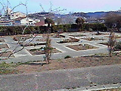 �܂��コ��̃��f�B�J���n�[�u�K�[�f���@�����̖؁@�򍁑����ւ̓��e�ʐ^1