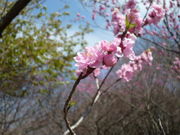 񂳂̗̂̍؂̉Ԃ̓eʐ^1