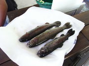 |񂳂̃j[cI[gLv̓eʐ^1