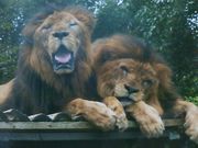 ݂񂳂̕PHZgp[N̓eʐ^1