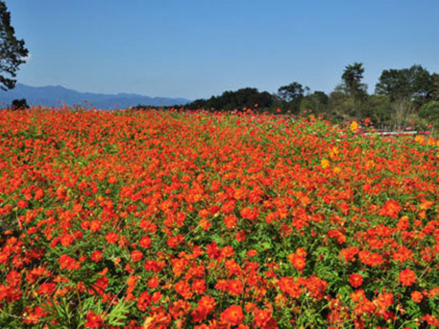 癒しの森 花の回廊 アクセス 営業時間 料金情報 じゃらんnet