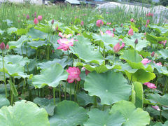 花ハス園 アクセス 営業時間 料金情報 じゃらんnet