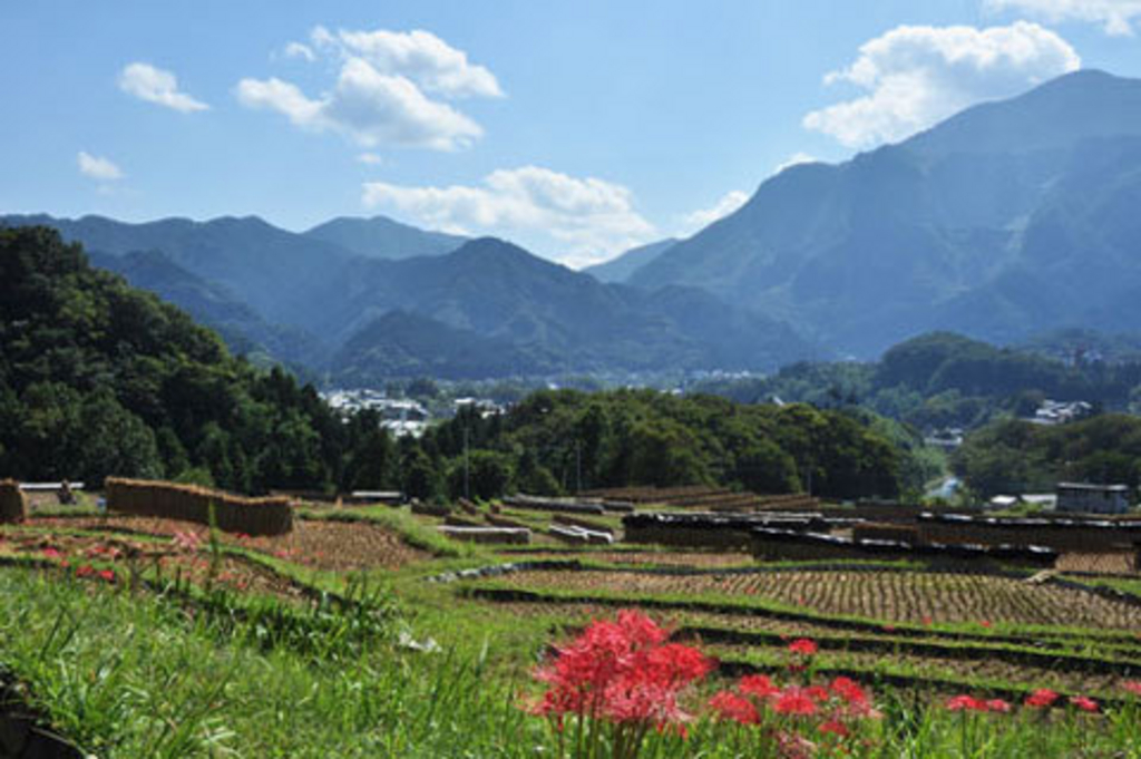 横瀬町の寺坂棚田