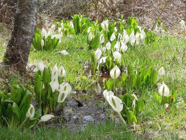 �䂤����񂳂�̏�ƍ����̐��m�Ԃ̓��e�ʐ^1