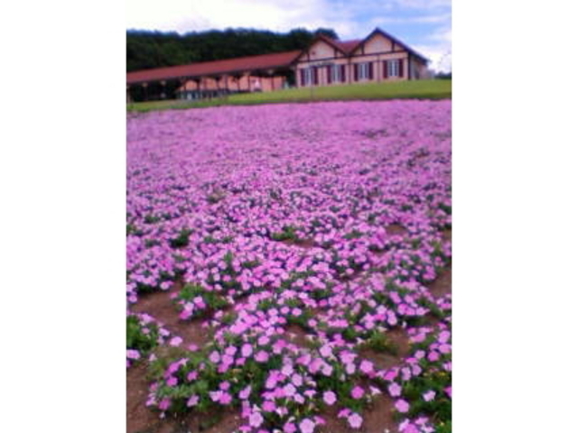 �����h�C�c��