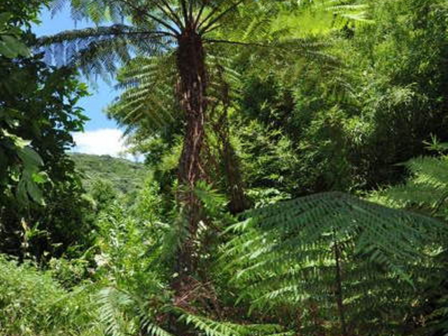 ���߂��񂳂�̃w�S�����k���n�̓��e�ʐ^1