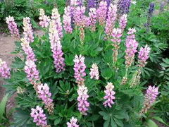 �͌��Ύ��R�����ق̎ʐ^1