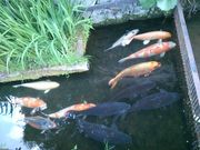 Bluemoonstone̒Øa쒬{ʂ̓eʐ^1