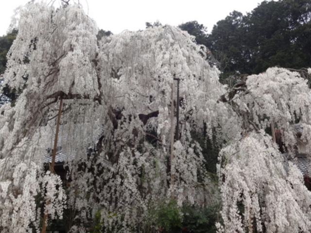 ��쎛�̎}����