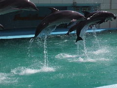 g̃fu̓mr[`h&mቤւ̓eʐ^1