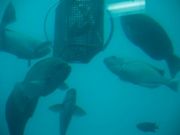 U1NJE3RȄYCW]̓eʐ^1