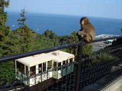 かずくんさんの高崎山自然動物園さるっこレールの投稿写真1