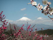 Ԃ񂿂񂳂̊{R̓eʐ^1