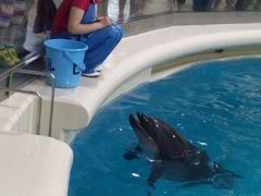 イルカの名前も覚えました 浅虫水族館の口コミ じゃらんnet