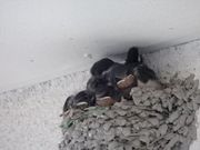 oz̃\tgN[@H̎̓eʐ^1