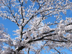はなさんの開成山公園・開成山大神宮の桜への投稿写真1