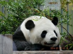 よっちゃんさんの上野動物園の投稿写真1