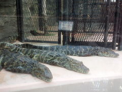 Ƃ݂̔Moiijւ̓eʐ^1