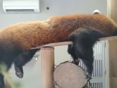 ���쓮�������̎ʐ^1