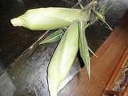 okami̖̍@݂͂炵̓eʐ^1