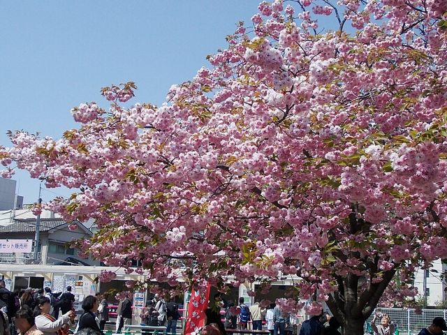 boss̑ǁmHꌩwn̓eʐ^1