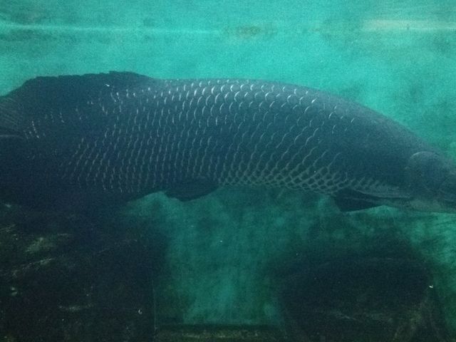 �s�����N�͂���ς�f�J�C_�M��o�i�i���j��