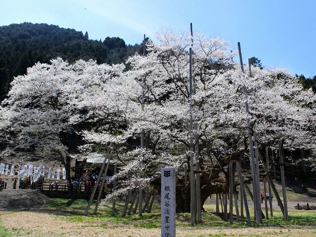 樹高17.2m、幹囲り9.1m
三大巨桜の1つであり
国の天然記念物_淡墨公園 （根尾谷淡墨桜）