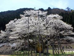 根尾の淡墨桜‼️値段交渉OK です‼️ 淡墨公園 （根尾谷淡墨桜）の写真一覧 - じゃらんnet