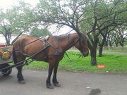 ₟񂳂̈ɍۃO[q̓eʐ^1