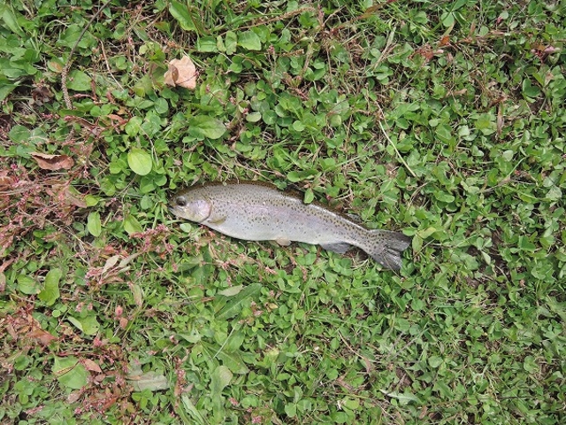 �ނ�グ���j�W�}�X�i���j_����ڂ�