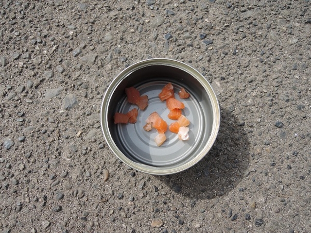 �a�i�j�W�}�X�̐؂�g�j_����ڂ�