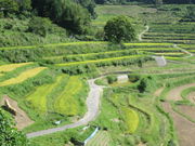 ЂȂ̔璬E嚸a̒Ic̓eʐ^1