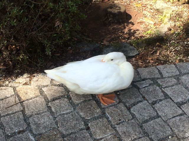 �x�e���̉��炵���A�q���ł��B_�ʗ��̑�