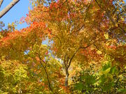 ݂قςς̑Rnт̓eʐ^1